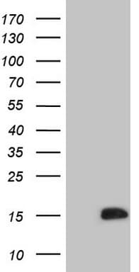 CDC42SE2 Antibody (clone OTI1B12)