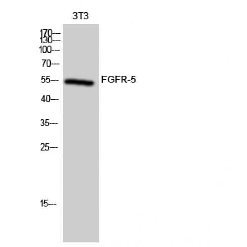 Polyclonal Rabbit anti-Human FGFRL1 Antibody (130-210 aa, Internal, WB)