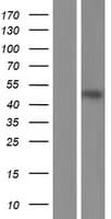 APOL3 / Apolipoprotein L 3 (Over-Expression Lysate Myc-DDK (Flag))