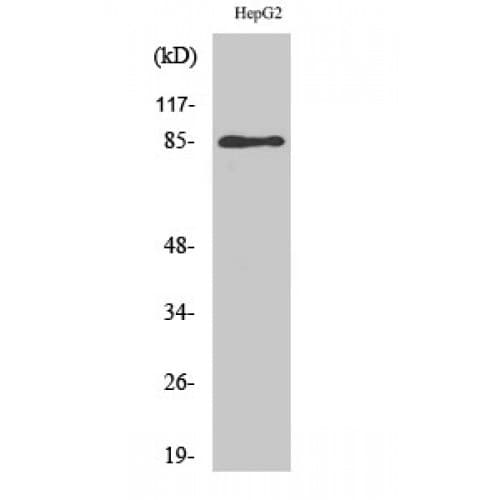 GIT2 Antibody (330-410 aa, Internal)