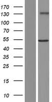 GXYLT2 Protein (Over-Expression Lysate Myc-DDK (Flag))