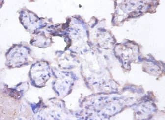 MFGE8 /Lactadherin Antibody