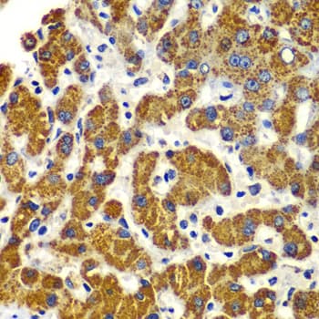 SMAD9 Antibody