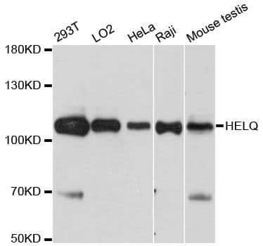 Polyclonal Rabbit anti-Human HELQ / HEL308 Antibody (WB)