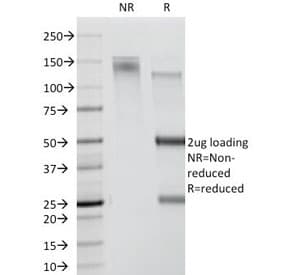 Monoclonal Mouse anti-Human CD78 Antibody (clone DF1588, IF)