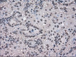 TMEM100 Antibody (clone OTI1F8)