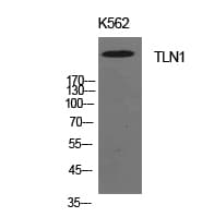TLN1 / Talin 1 Antibody