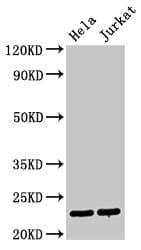 Securin / PTTG1 Antibody