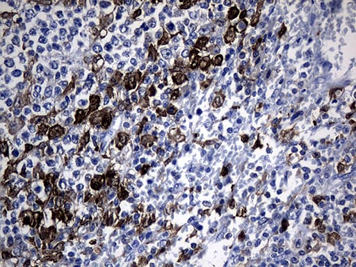 GTPCH1 / GCH1 Antibody (clone OTI8C6, Carrier-free)