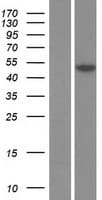 OPG / Osteoprotegerin Protein (Over-Expression Lysate Myc-DDK (Flag))