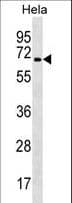TRAF3IP2 / ACT1 Antibody (aa463-492)