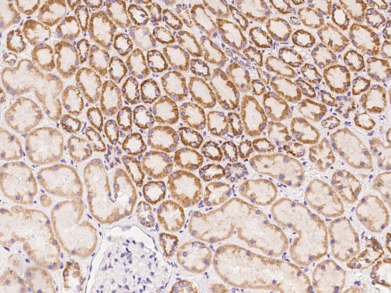 IRX6 Antibody