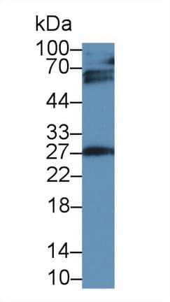IGFBP4 Antibody (PE)