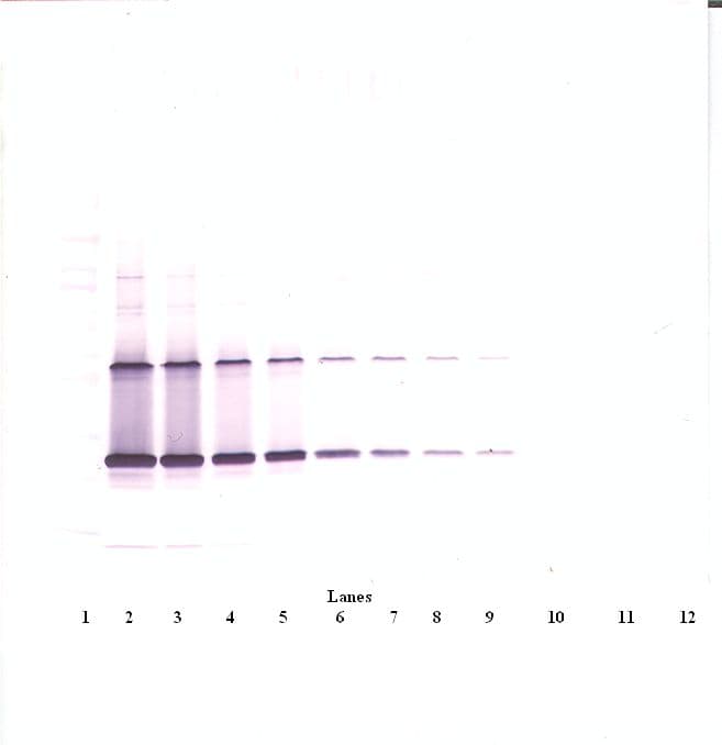 IHC-plus™ CNTF Antibody