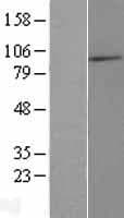MAATS1 Protein (Over-Expression Lysate Myc-DDK (Flag))