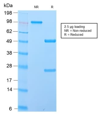 IGHD Antibody (clone IGHD/2730R, Azide-free, Carrier-free)