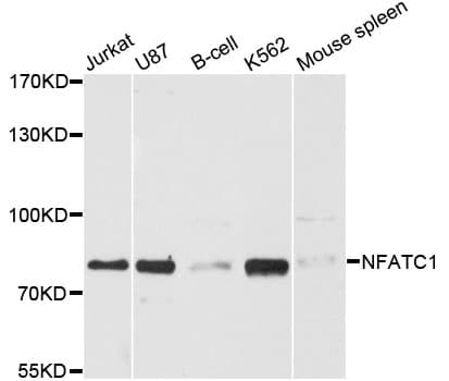 NFATC1 / NFAT2 Antibody