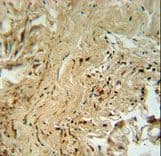 MAPK14 / p38 Antibody (Thr180/Tyr182)