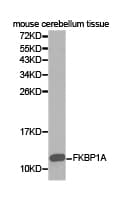 FKBP1A / FKBP12 Antibody