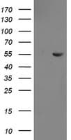 CHN1 Antibody (clone OTI2A1, Carrier-free)