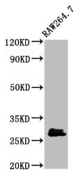 BCL2L1 / BCL-XL Antibody (aa1-209)