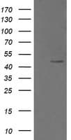 Monoclonal Mouse anti-Human CHGA / Chromogranin A Antibody (clone OTI1A3, Carrier-free, IHC, IF, WB)
