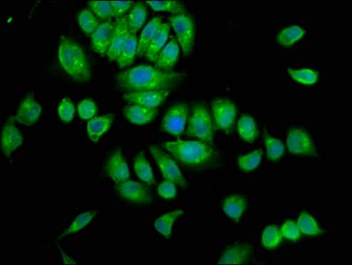 SRGAP3 Antibody