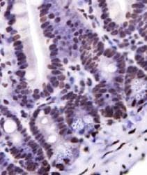 NKX6-1 Antibody (aa50-200)
