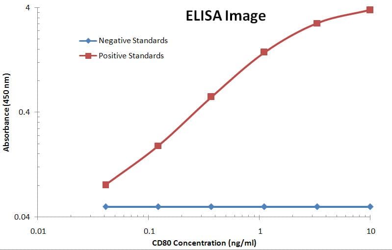 CD80 Antibody (clone OTI11G5)