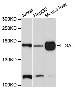 ITGAL / CD11a Antibody