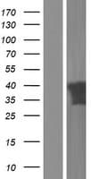 PITPNC1 Protein (Over-Expression Lysate Myc-DDK (Flag))
