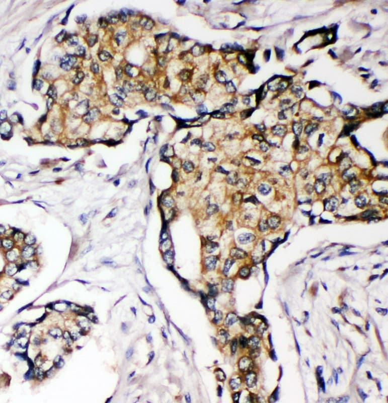 SOD3 Antibody (aa41-56)