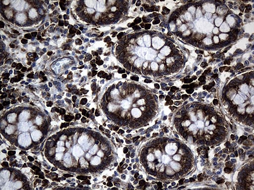 MED28 / Magicin Antibody (clone OTI10C8, Carrier-free)