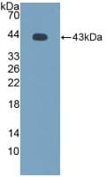 CCL8 / MCP2 Antibody (aa1-99)