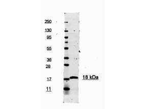 IL-1B / IL-1 Beta Antibody (N-Terminus, HRP)