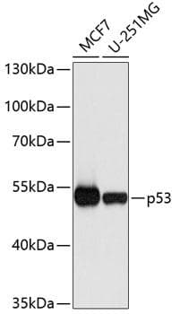TP53 / p53 Antibody