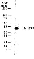 Polyclonal Rabbit anti-Rat HTR7 / 5HT7 Receptor Antibody (aa13-28, WB)