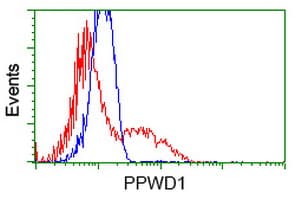 Monoclonal Mouse anti-Human PPWD1 Antibody (clone OTI1B8, IF, WB)