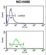 SLC25A17 Antibody (aa17-44)