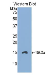 CD105 Antibody (aa336-450, Biotin)