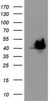 HSPBP1 Antibody (clone OTI1D5)
