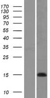 COX7A1 Protein (Over-Expression Lysate Myc-DDK (Flag))