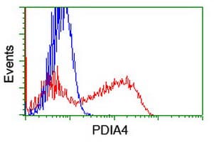 PDIA4 / ERP72 Antibody (clone OTI6B6)