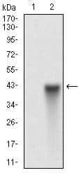 IHC-plus™ Monoclonal Mouse anti-Human THY1 / CD90 Antibody (clone 7E1B11, aa17-132, IHC, IF, WB)
