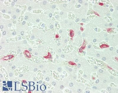 PathPlus™ MSR1 / CD204 Antibody (aa197-451, clone 8C11)