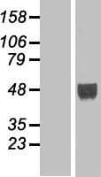 LHX9 Protein (Over-Expression Lysate Myc-DDK (Flag))