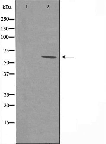 SLC43A1 Antibody