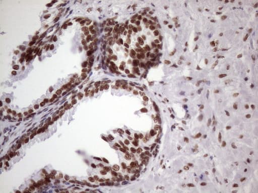 NUDT21 Antibody (aa2-227, clone OTI13H1)