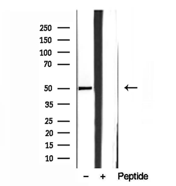 SQRDL Antibody