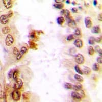 JUN / c-Jun Antibody (Internal)
